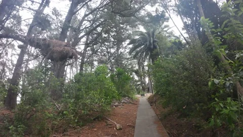 Forest Видео 238658496