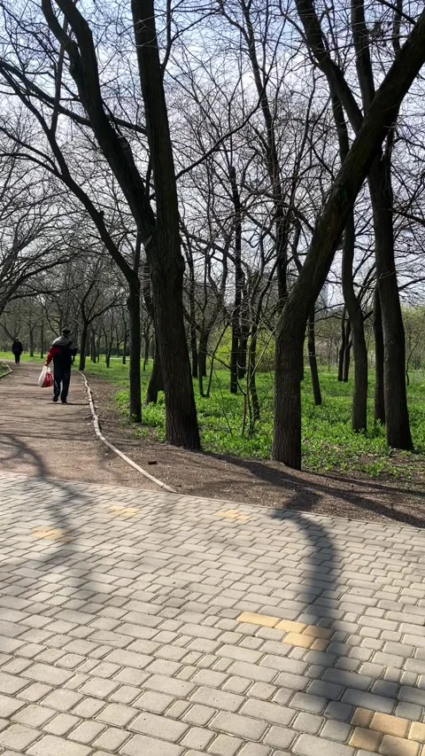 Forest Stock Footage 239906350