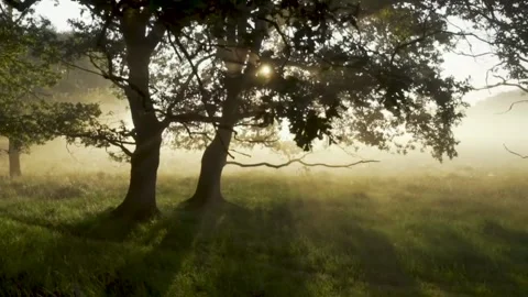 Forest Stock Footage 240362177