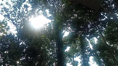 Forest 스톡 동영상 241197861