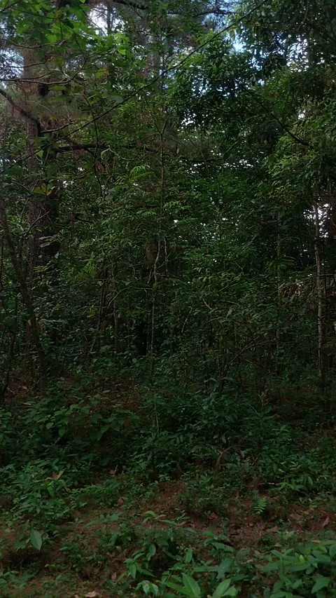 Forest Stock Footage 243281333