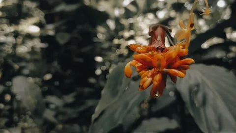 In the Forest Stock Footage 244028479