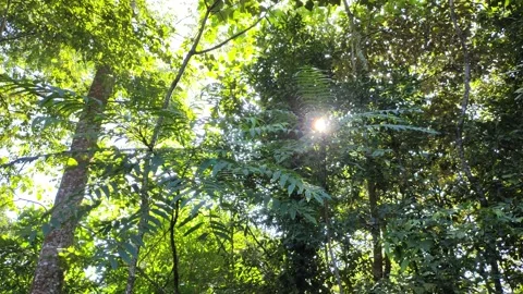 Forest Stock Footage 244054324