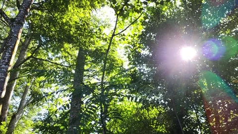 Forest Stock Footage 244054420