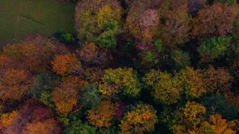 The forest Stock Footage 245808698