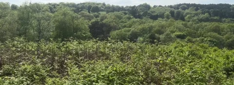 Forest Stock Footage 246598323