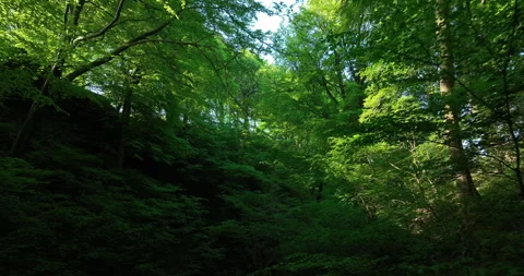 In the forest Stock Footage 247797010