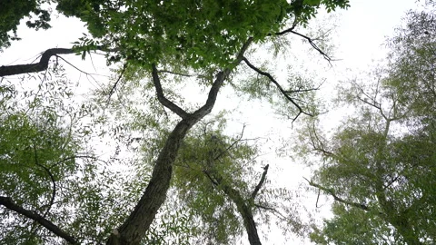 Forest Stock Footage 264626108