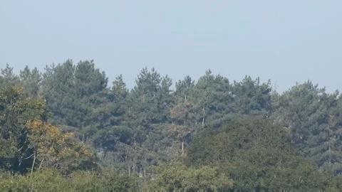 Forest Video stock 264953087