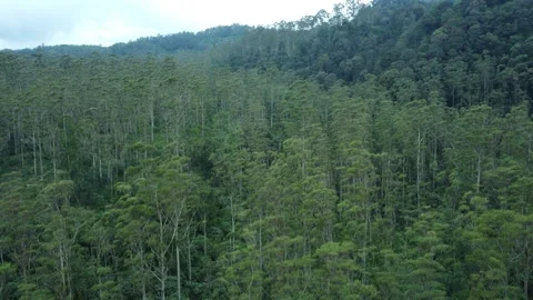 Forest 스톡 동영상 265992923