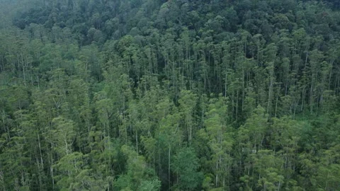 Forest Stock Footage 265998472