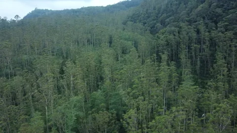 Forest Stock Footage 266096085