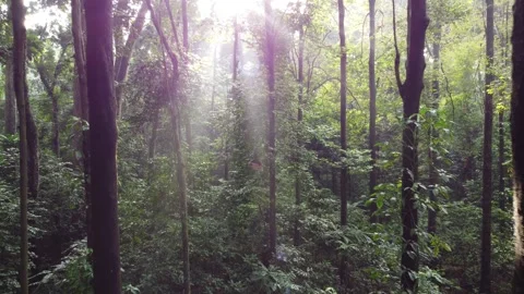 Forest Stock Footage 267815375