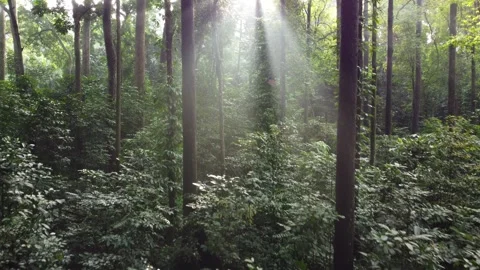 Forest Stock Footage 267839362