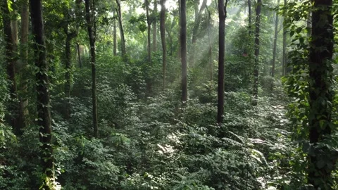 Forest Stock Footage 267839469