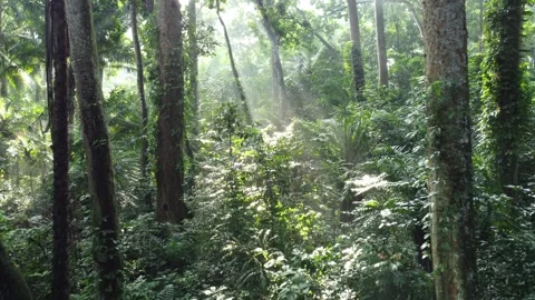 Forest Stock Footage 267841745