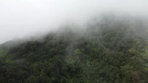 Forest Stock Footage 268605571