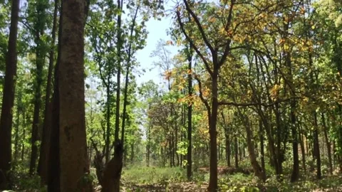 Forest Stock Footage 271268442