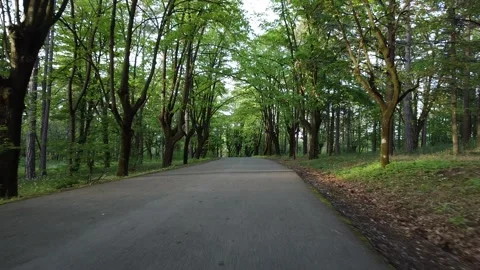 Forest Video stock 272267097