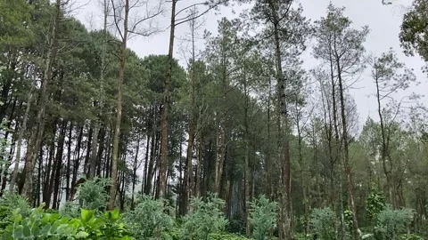 FOREST Stock Footage 273053966