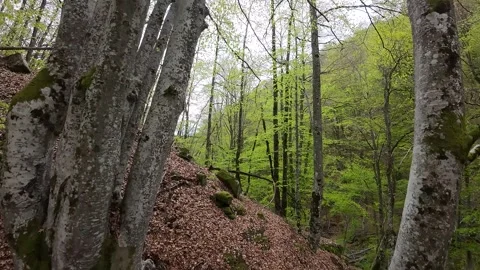 Forest Stock Footage 273203039