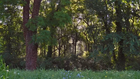 In to the forest Stock Footage 273719934