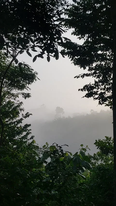 Forest Stock Footage 274554363