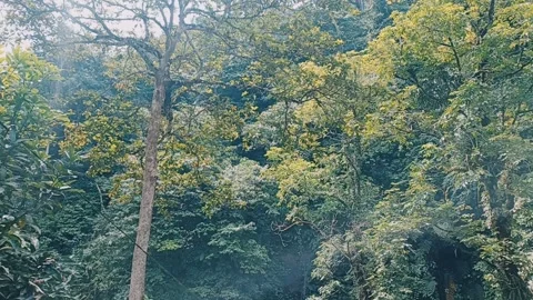 Forest Stock Footage 282301846