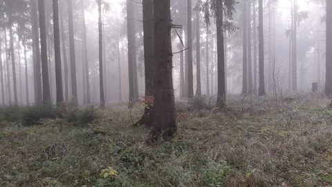 Forest Stock Footage 282813786