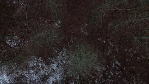 Forest Stock Footage 301901377