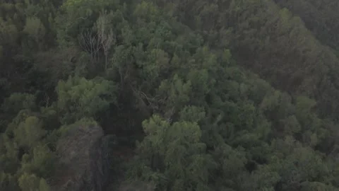 Forest Stockbeeldmateriaal 310816243