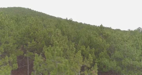 Forest Stock Footage 312324825