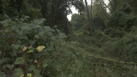 Forest Stock Footage 317714705