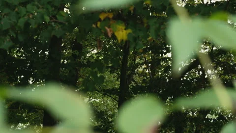 Forest 库存影片 318179437