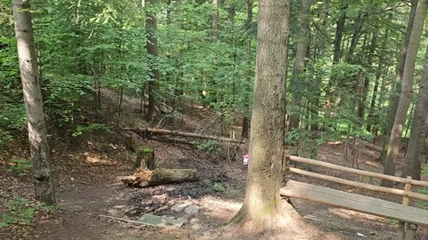 In the Forest Stock Footage 318660731
