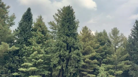 Forest Stock Footage 320219513