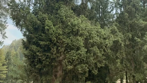 Forest Stock-Footage 320219614