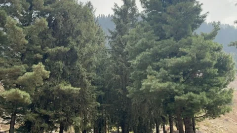 Forest Stock-Footage 320219704
