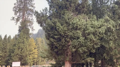 Forest Stock-Footage 320219786