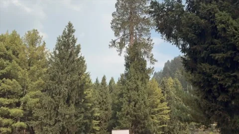 Forest Stock-Footage 320219787