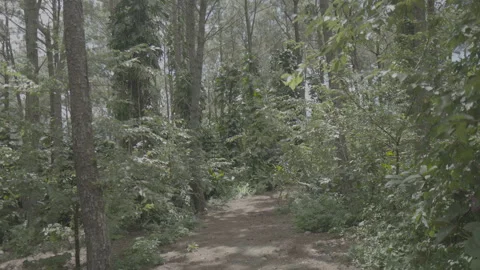 Forest Video stock 320622365