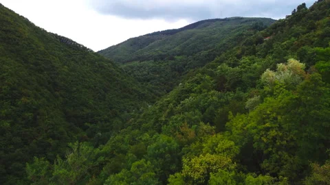 Forest Stock Footage 321240483