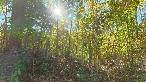 Forest Stock Footage 326080103