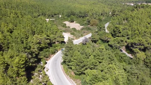 Forest Stock Footage 335963756
