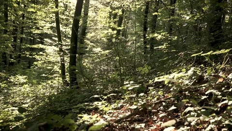 Forest 库存影片 340961410