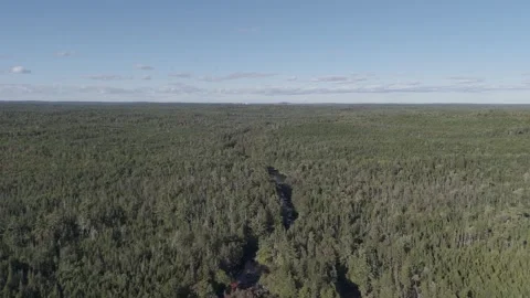 Forest Stock Footage 342420288