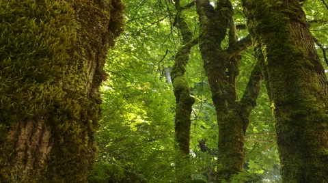 Forest Footage - Tree Dolly Stock Footage 60748536