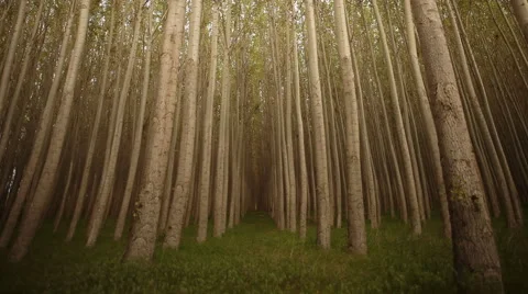 Forest Footage - Tree Farming Stock Footage 60793457