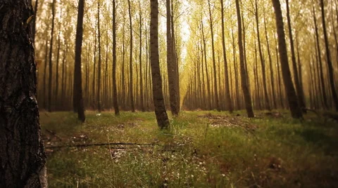 Forest Footage - Tree Shift Yellow Spring Stock Footage 60794164