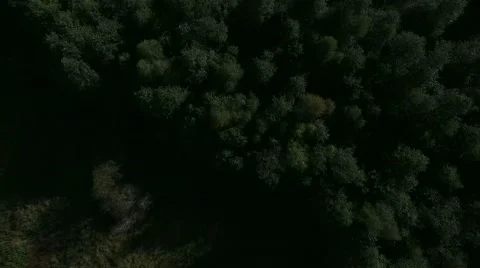 Forest footage.mp4 스톡 동영상 67409496